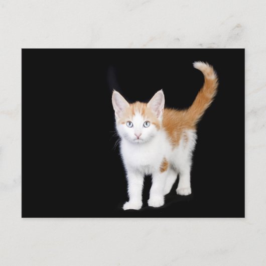 美しい生姜と白い子猫 ポストカード (正面)