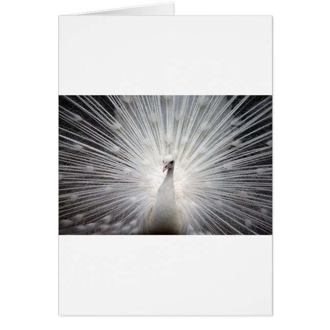 美しい白いクジャク (正面)