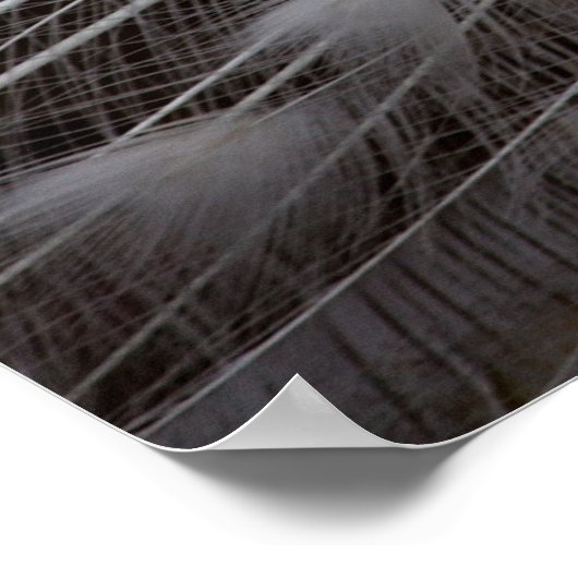 美しい白いクジャク ポスター (角)