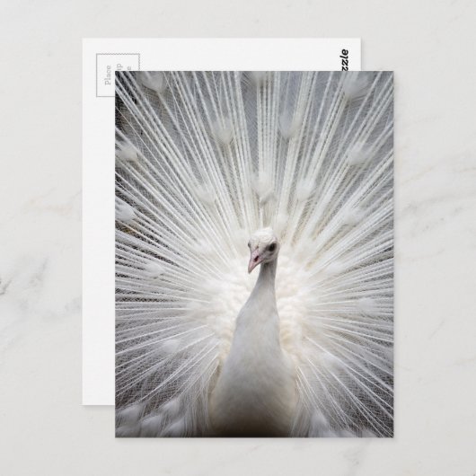 美しい白いクジャク ポストカード (正面/裏面)