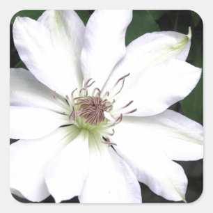 美しい白いクレマチスの花 スクエアシール