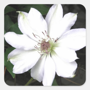美しい白いクレマチスの花 スクエアシール