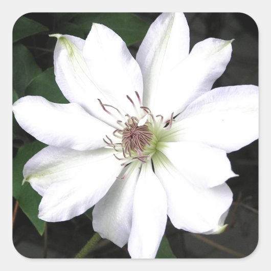 美しい白いクレマチスの花 スクエアシール (正面)