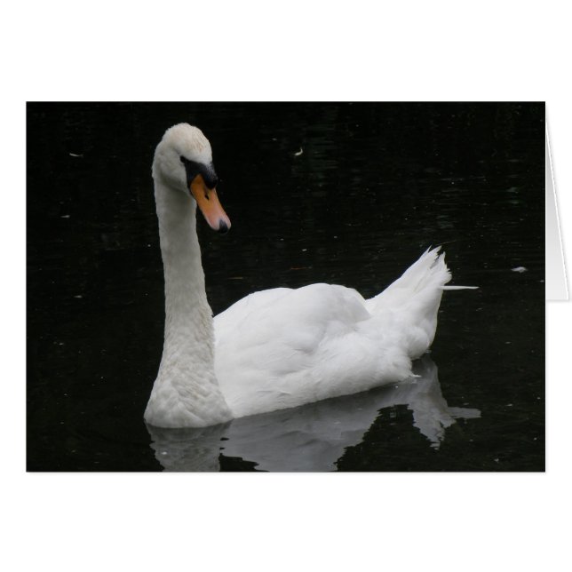 美しい白いスワンカード (正面横)