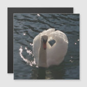 美しい白いスワン (正面/裏面)