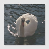 美しい白いスワン (正面)