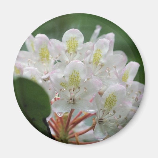 美しい白いツツジの花の写真 マグネット (正面)