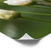 美しい白いデイジー |グリーンフィールドの花 ポスター (コーナー)