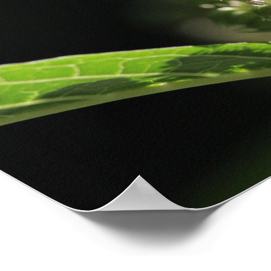 美しい白いトゲの植物花 ポスター (角)