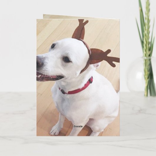 美しい白いトナカイ犬レッドクリスマス シーズンカード (裏面)