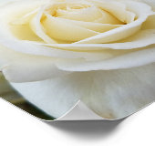 美しい白いバラの写真 ポスター (角)