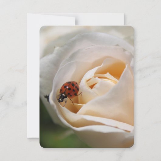 美しい白いバラの花とラディバグ、フローラn (正面)