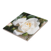 美しい白いバラの花。ラブとロマンス。 タイル (側面)