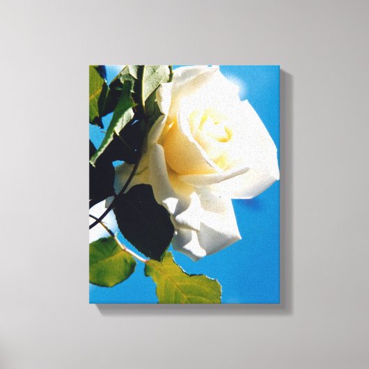 美しい白いバラ キャンバスプリント (正面)
