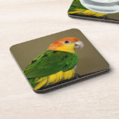 美しい白いベリーズのカイクのオウムポーズ コースター (左側)