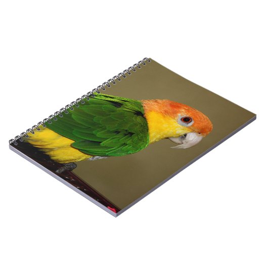 美しい白いベリードのカイクパロットポーズ ノートブック (左側)