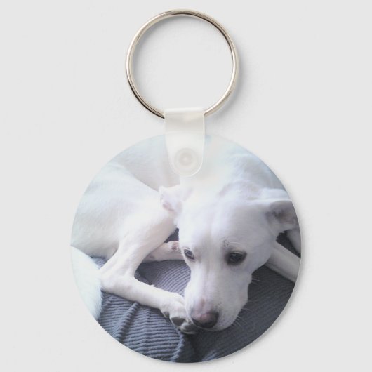 美しい白いラブラドールレトリエバーミックスの写真 キーホルダー (正面)