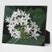 美しい白い熱帯性花のプラーク フォトプラーク (側面)