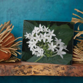 美しい白い熱帯性花のプラーク フォトプラーク (側面)