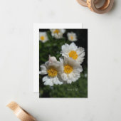 美しい白い牡丹 ノートカード (正面/裏面インサイチュ)