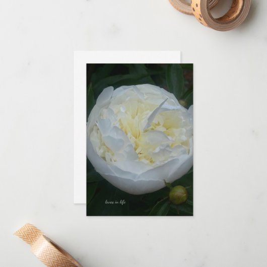 美しい白い牡丹 ノートカード (正面/裏面インサイチュ)
