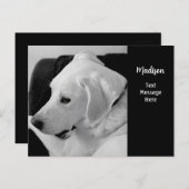 美しい白い犬のモノクロ写真 ポストカード (正面/裏面)