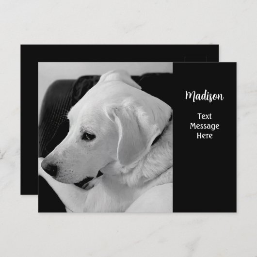 美しい白い犬のモノクロ写真 ポストカード (正面/裏面)