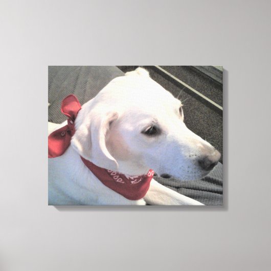 美しい白い犬の赤いマフラー キャンバスプリント (正面)