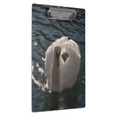 美しい白い白鳥 クリップボード (右)