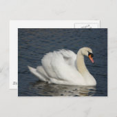 美しい白い白鳥 ポストカード (正面/裏面)