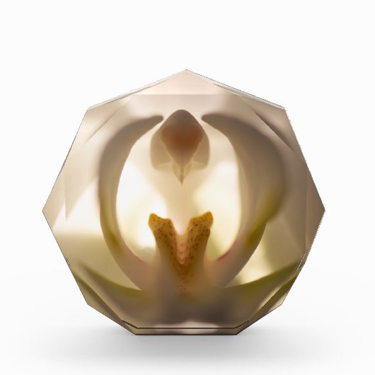 美しい白い蘭のプリント写真ブロック フォトブロック (正面)