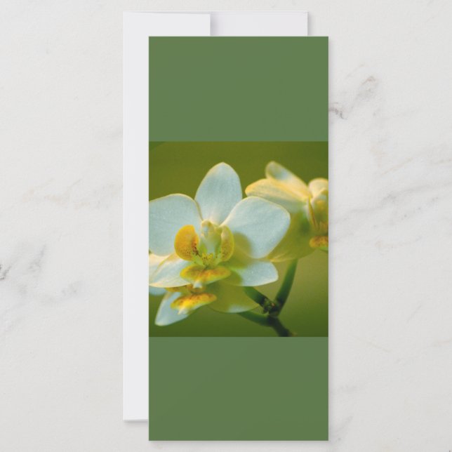 美しい白い蘭の保花が穏や読かに (正面)