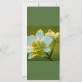 美しい白い蘭の保花が穏や読かに