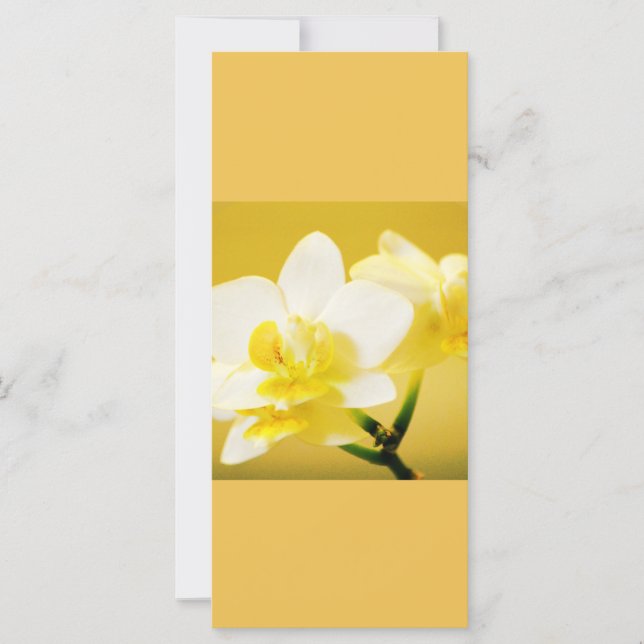 美しい白い蘭の保花が穏や読かに (正面)