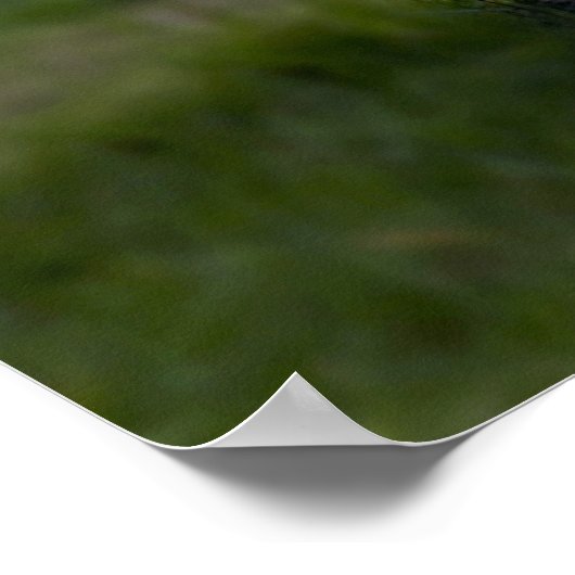 美しい白い虎の写真 ポスター (角)