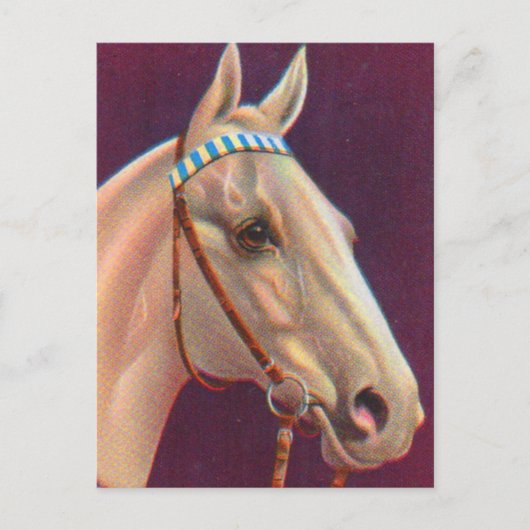 美しい白い馬 ポストカード (正面)