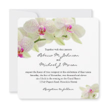 美しい白く、ショッキングピンクの蘭