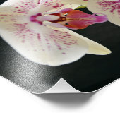 美しい白とピンクの蘭（背景は黒） フォトプリント            (角)