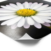 美しい白と黄色のデイジー フォトプリント            (角)