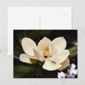 美しい白のマグノリアの木の花のクローズアップ ポストカード (正面/裏面)