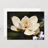 美しい白のマグノリアの花のクローズアップ ポストカード (正面/裏面)
