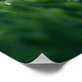 美しい白エレガントの紅花 ポスター (角)