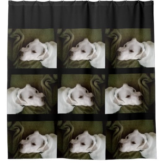 美しい白エレガントラブラドールミックス犬 シャワーカーテン (正面)