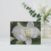 美しい白カーネーションはがき ポストカード (スタンド正面)