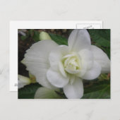 美しい白カーネーションはがき ポストカード (正面/裏面)