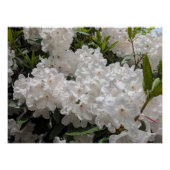 美しい白シャクナゲ開花フローラ ポスター (正面)