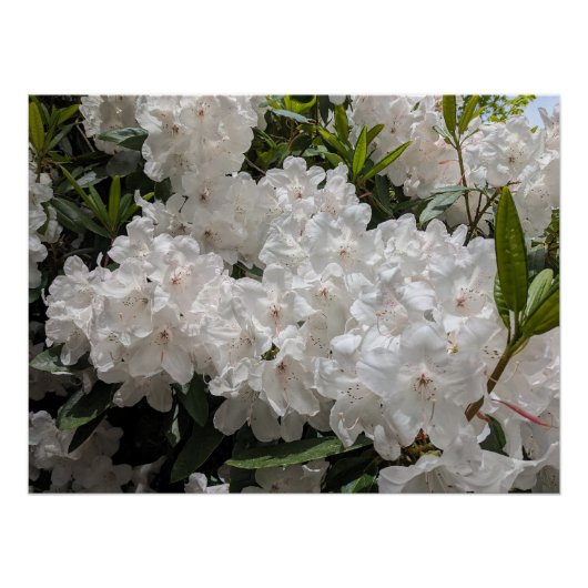美しい白シャクナゲ開花フローラ ポスター (正面)