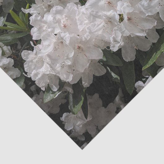 美しい白シャクナゲ開花フローラ 薄葉紙 (詳細)