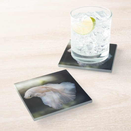 美しい白シャメスベッタファイティングフィッシュ ガラスコースター (アングル)