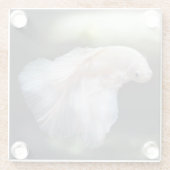 美しい白シャメスベッタファイティングフィッシュ ガラスコースター (裏面)